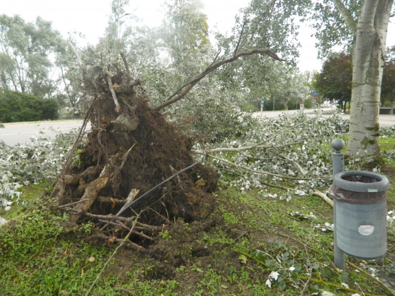 Sicurezza delle aree verdi dopo il maltempo